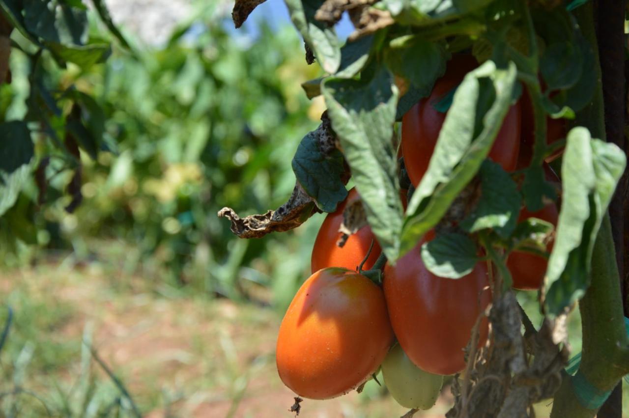 Turismo Rural Biniati Des Pi Sant Lluis Eksteriør billede