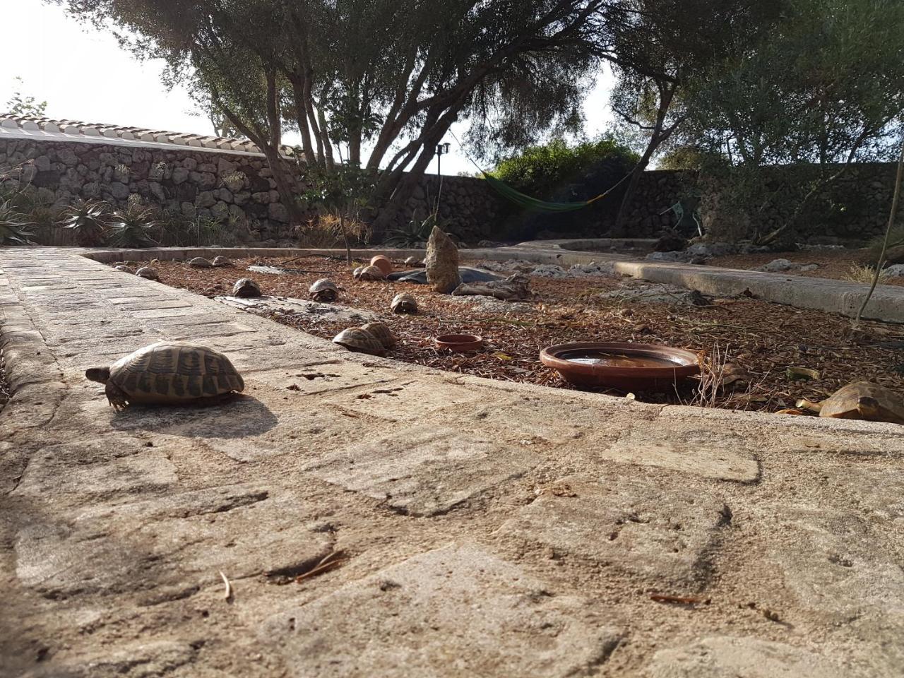 Turismo Rural Biniati Des Pi Sant Lluis Eksteriør billede